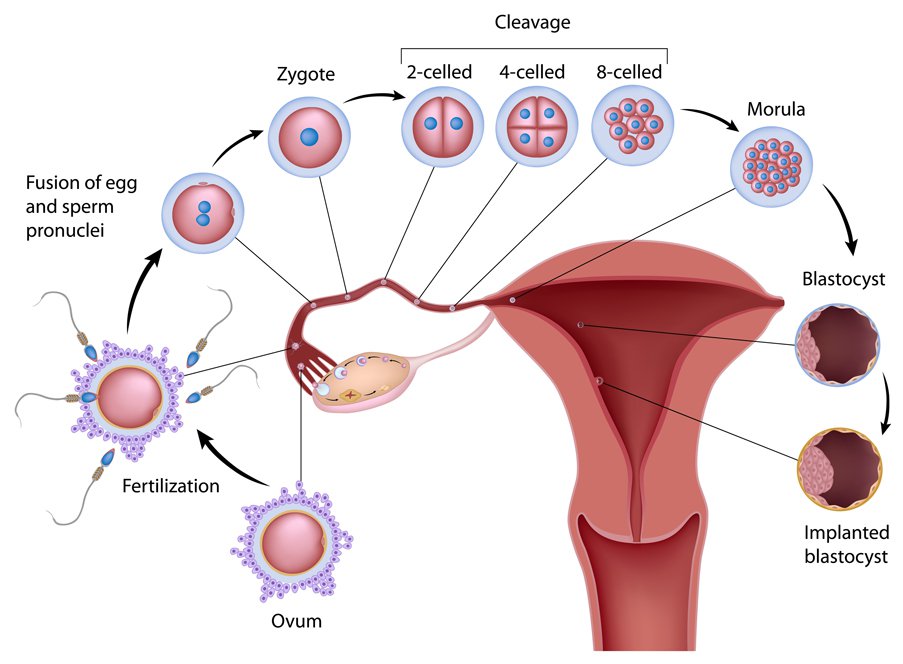 anatomy and conception