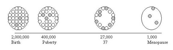 Diminished Ovarian Reserve Circles | Tennessee Reproductive Medicine | Chattanooga