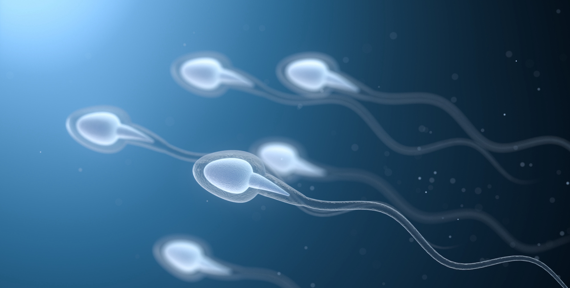 Sperm cells for testicular sperm extraction (TESE) | Tennessee Reproductive Medicine | Chattanooga, TN