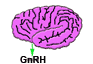 Hypothalamus