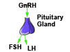 Pituitary Gland