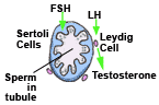 Semen Hormones