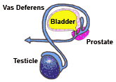 Male Outflow